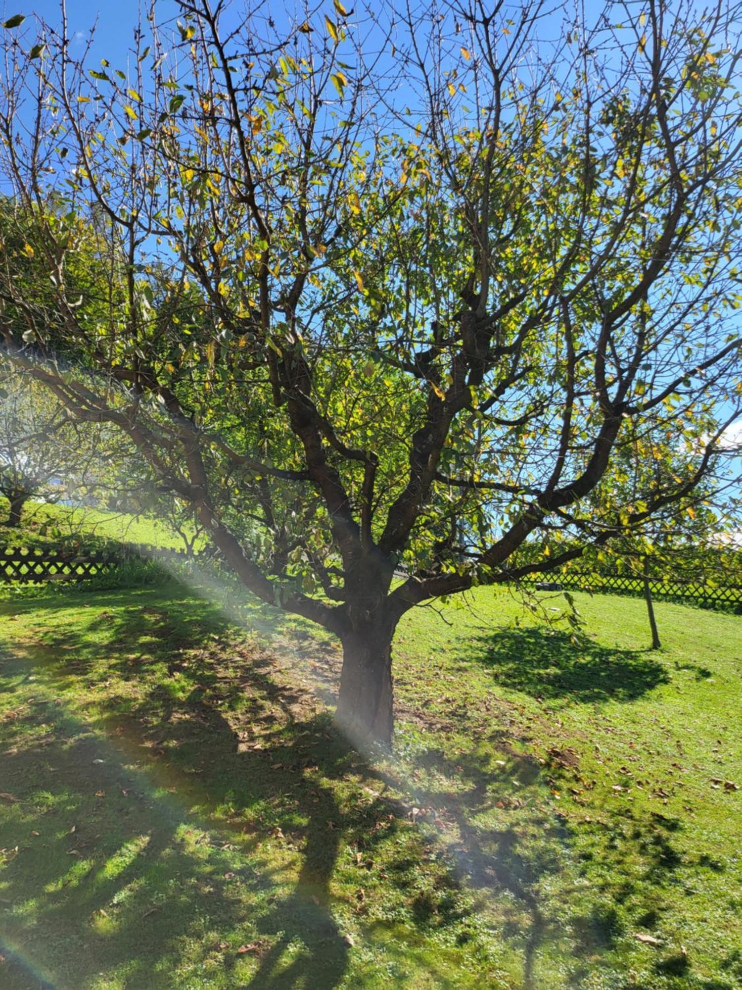 Ferienwohnung Zangl Am Seggauberg - Suedsteiermark Λάιμπνιτς Εξωτερικό φωτογραφία